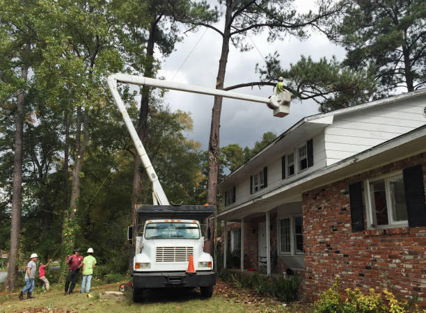 How Our Tree Care Process Works  in  Keansburg, NJ